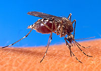 Mosquito de la fiebre amarilla