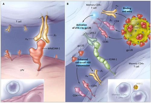Figura 1: una integrina, células T e infección por VIH