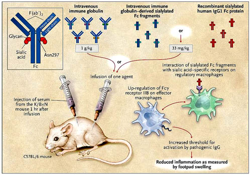 Figura 1: efectos de la inmunoglobulina intravenosa y de la proteína recombinante humana IgG1 Fc sialilada.