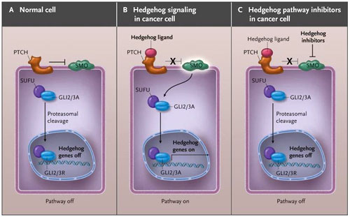 Figura 1: la vía de señalización Hedgehog