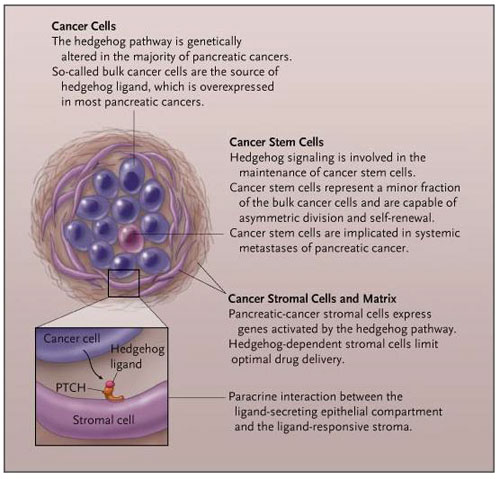 Figura 2: roles de la vía hedgehog en el cáncer de páncreas