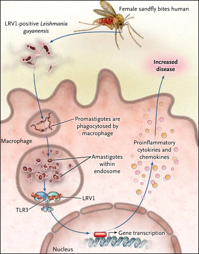 Figura 1: leishmania y LRV1