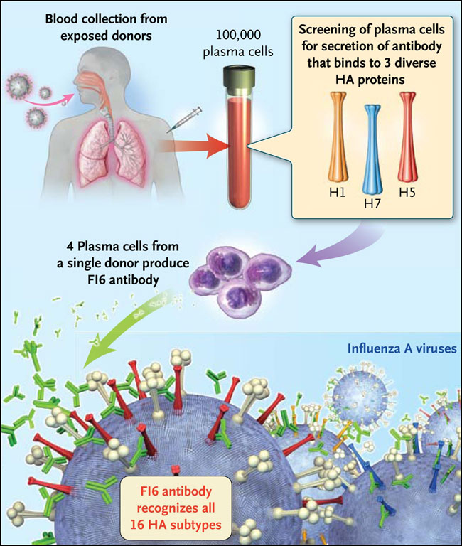 Figura 1: anticuerpo de la gripe universal