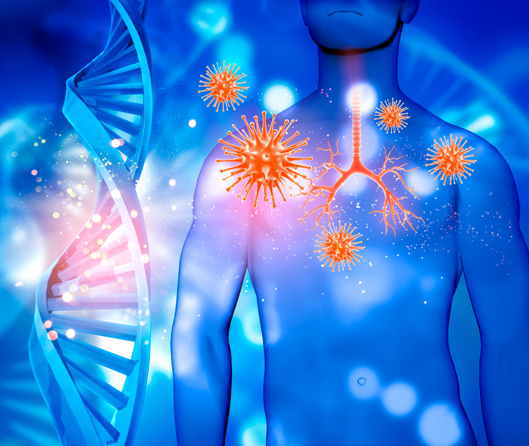 El timo, la pieza clave que la ciencia vuelve a mirar