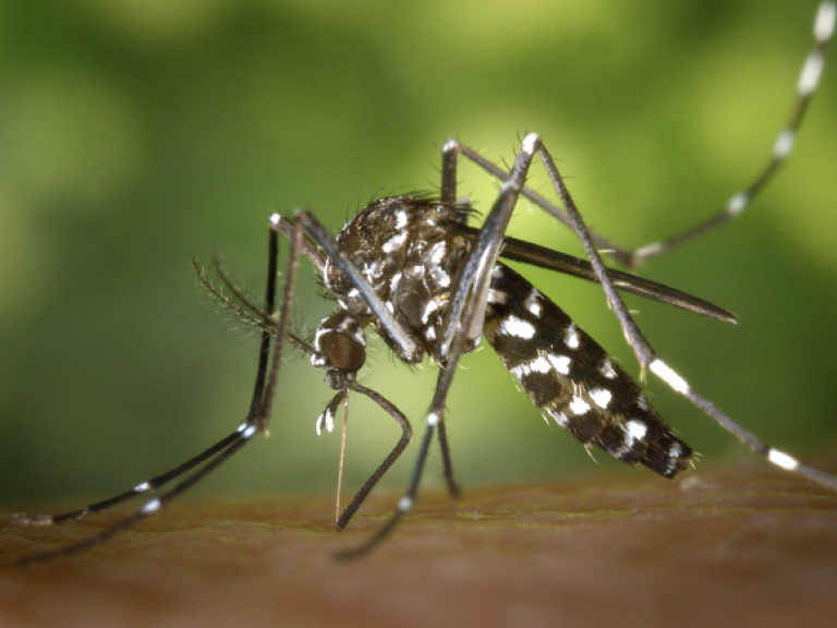 chikungunya,dengue, zika, Aedes aegypti