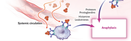 Un actor clave subestimado en anafilaxia alimentaria