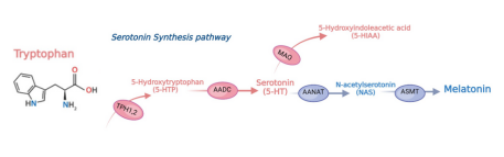 Serotonina y dopamina: dúo estratégico en el TDAH