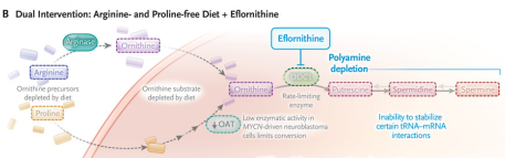 Alterando la dieta para reprogramar el cáncer