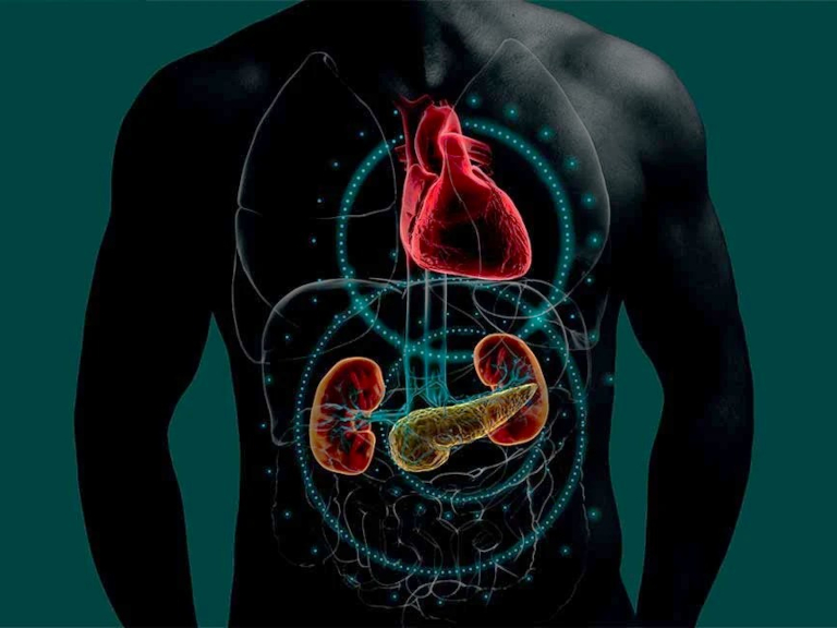 La red invisible que une corazón, riñón y metabolismo