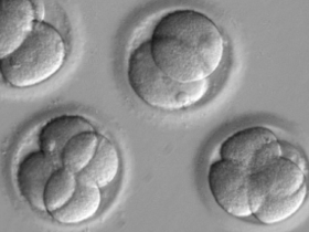 Edición génica corrige mutación en embriones humanos