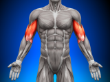Tirzepatida preserva la salud muscular en adultos con diabetes tipo 2