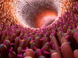 Cómo la microbiota intestinal y el insomnio se influyen mutuamente