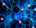 polineuropatía, neuropatía periférica, neuropatía diabética, deficiencia de vitamina B12, complejo B, diabetes mellitus, diabetes tipo 2, neuroinflamación