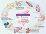 medicamentos GLP-1, agonistas del receptor de GLP-1, agonistas del GLP-1, exenatida, liraglutida, semaglutida, tirzepatida, retatrutida, orforglipron, diabetes tipo 2, obesidad
