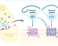 narcolepsia, narcolepsia tipo 1, orexina, hipocretina, tratamiento de la narcolepsia, etiología de la narcolepsia