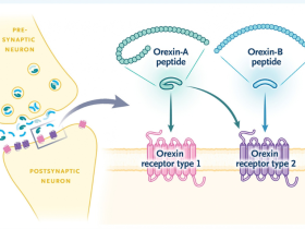 narcolepsia, narcolepsia tipo 1, orexina, hipocretina, tratamiento de la narcolepsia, etiología de la narcolepsia